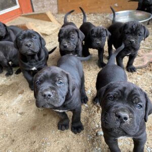 Lifetime Cost of Owning a Cane Corso